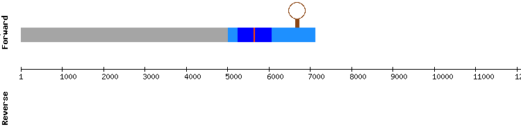 gene structure
