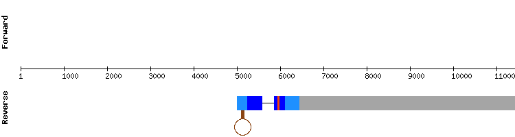 gene structure