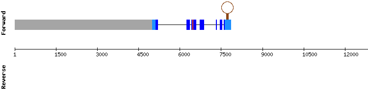 gene structure