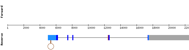 gene structure