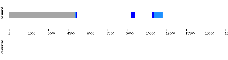 gene structure