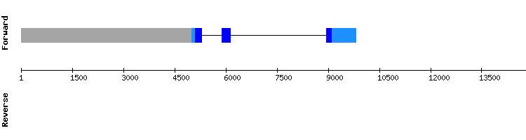 gene structure