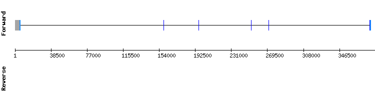 gene structure