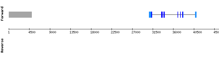 gene structure