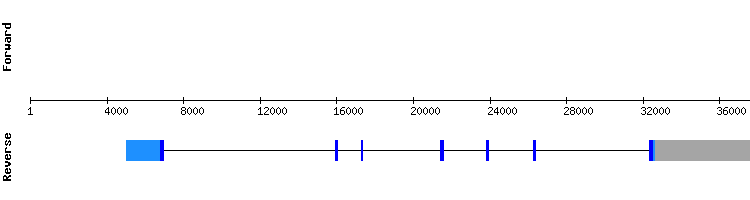 gene structure