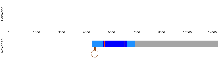 gene structure