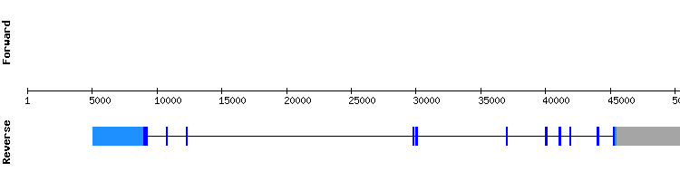 gene structure