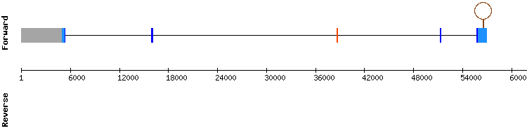 gene structure