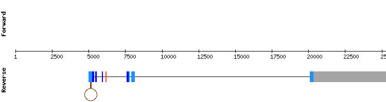 gene structure