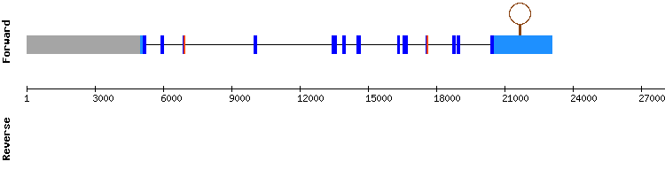 gene structure