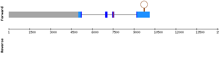 gene structure
