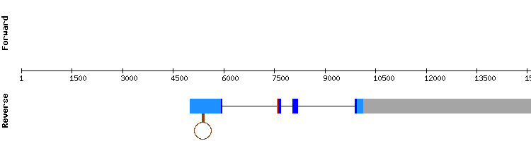 gene structure