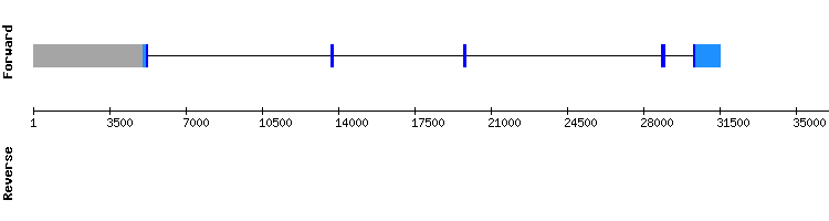 gene structure