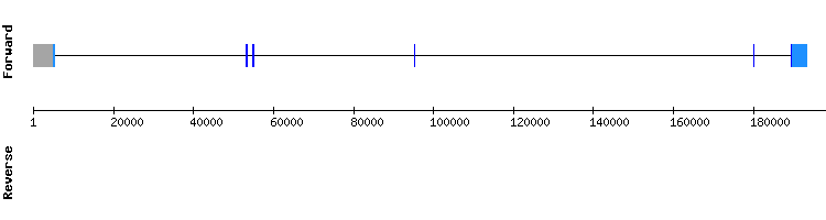 gene structure