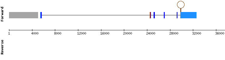 gene structure
