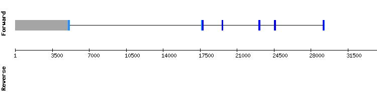 gene structure