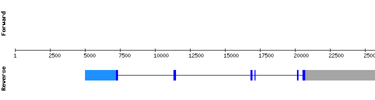 gene structure