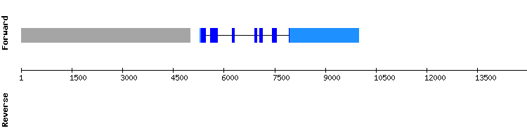 gene structure