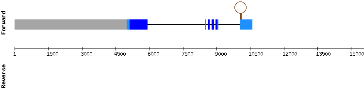 gene structure
