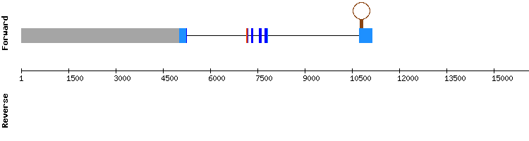 gene structure