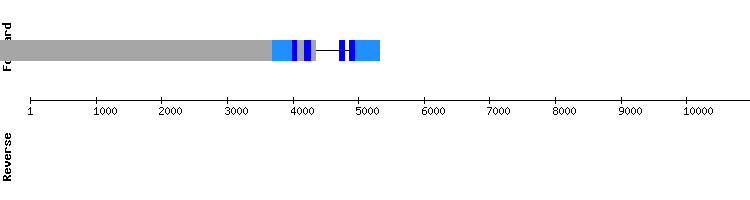 gene structure