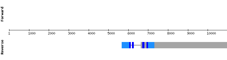 gene structure