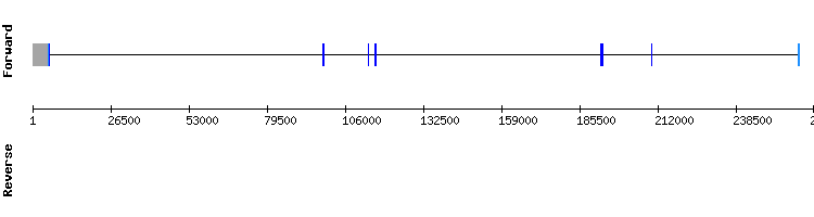 gene structure