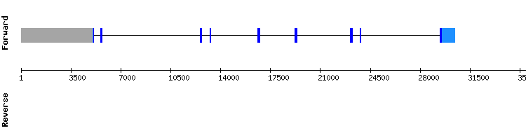 gene structure