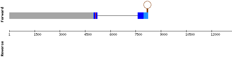 gene structure
