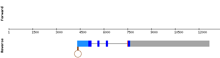 gene structure