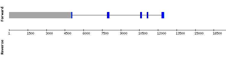 gene structure