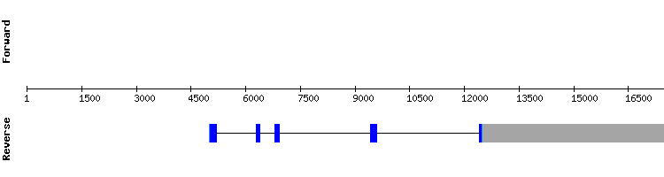 gene structure