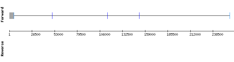 gene structure