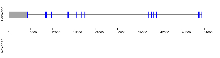 gene structure