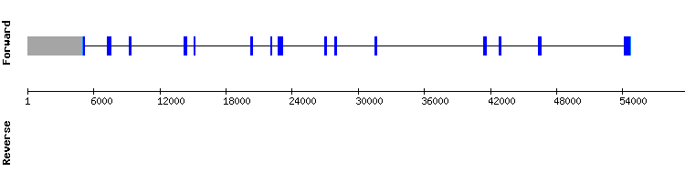 gene structure