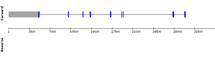 gene structure