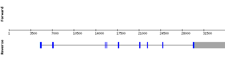 gene structure