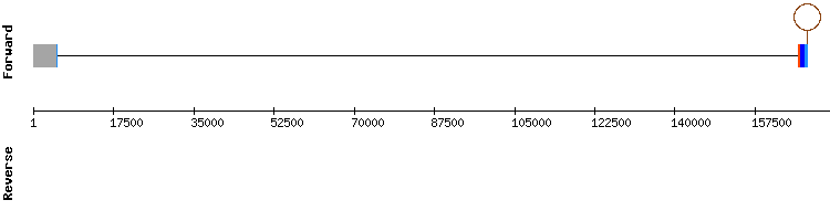 gene structure