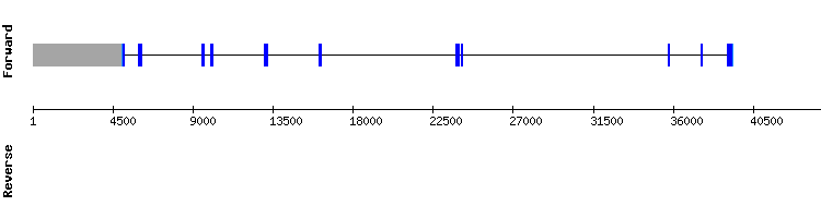 gene structure