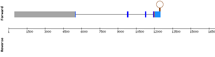 gene structure