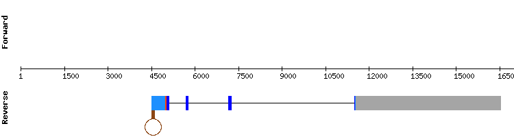 gene structure