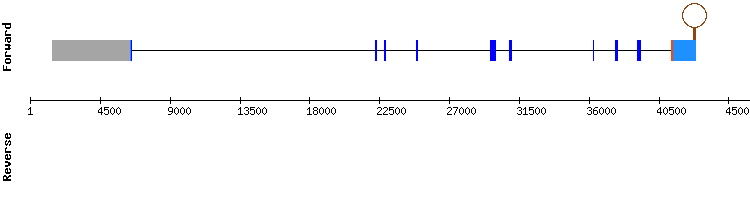 gene structure