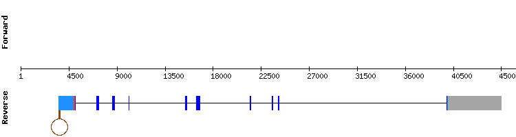 gene structure
