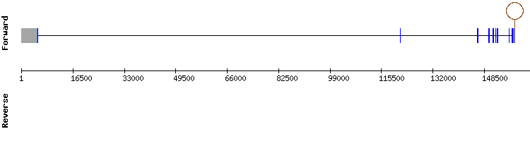 gene structure