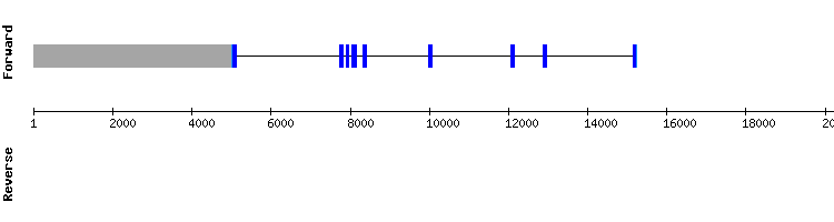 gene structure
