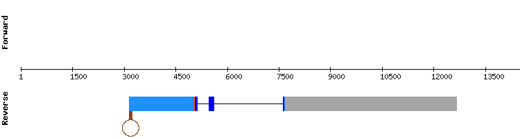 gene structure