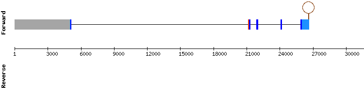 gene structure