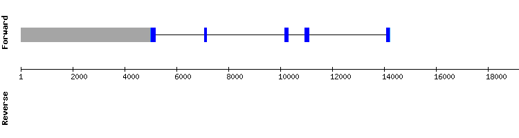 gene structure