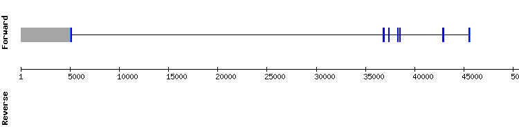 gene structure