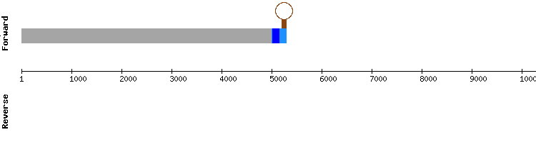 gene structure